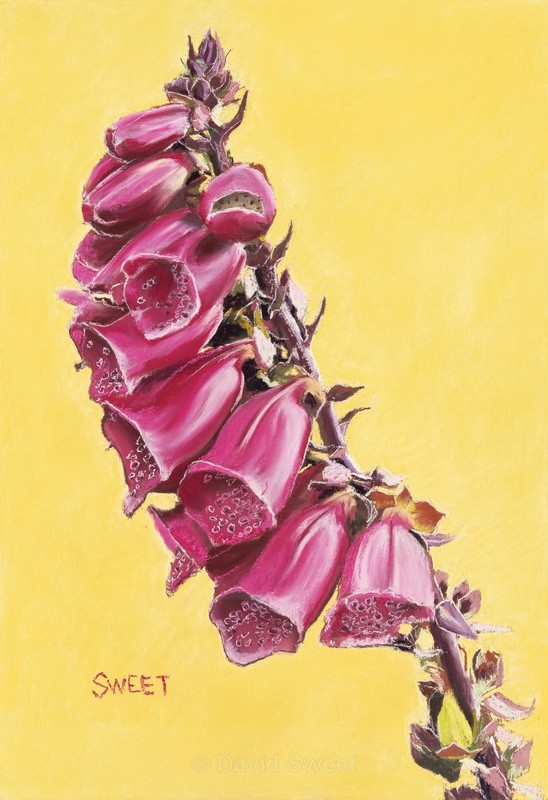 Digitalis Purpureum - Paintings