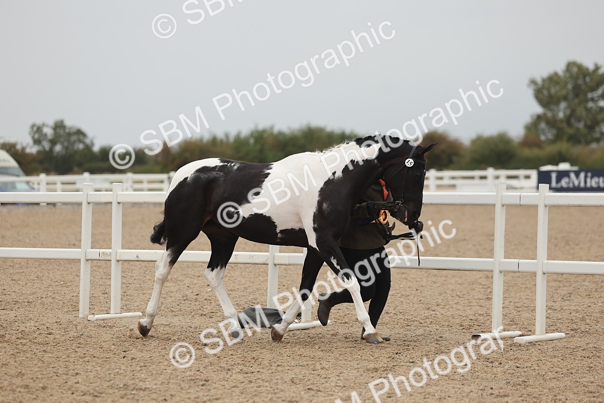 SBM_19921 - Class 318 - IH Part Bred Horse-Pony