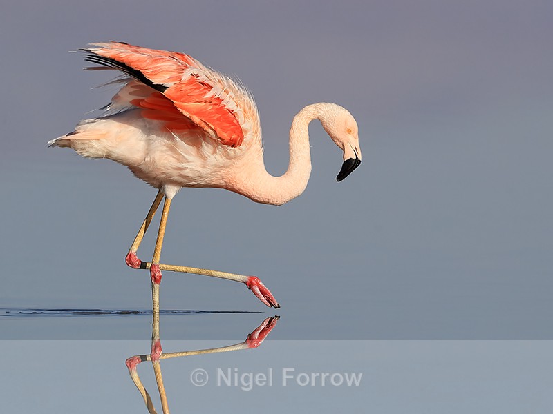 Chilean Flamingo raised wings wading, Laguna Chaxas, Chile - Chilean Flamingo