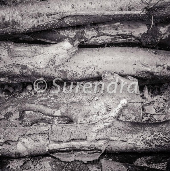 Bark # 9D - Bark Series 1 樹皮