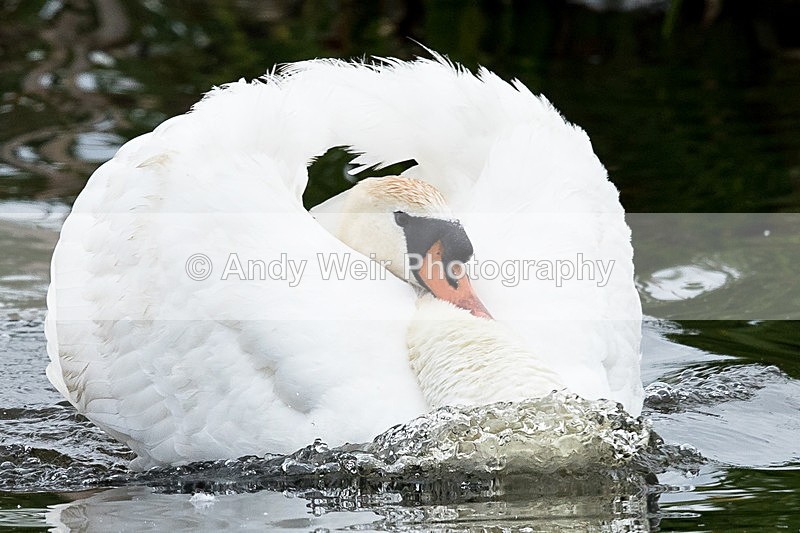 20150521-8E0A8850 - Swans