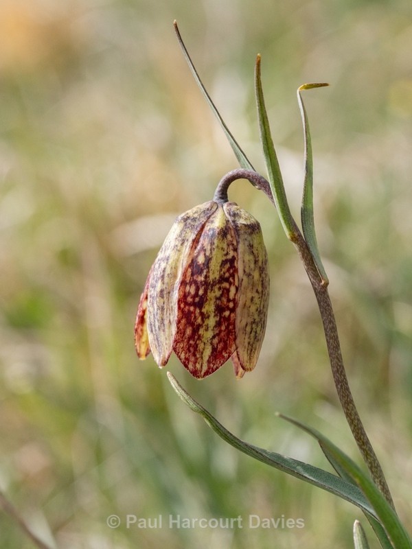Mountain fritillary (Fritillaria montana )  - Gargano - Wild Flowers