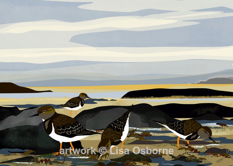 Turnstones - Birds