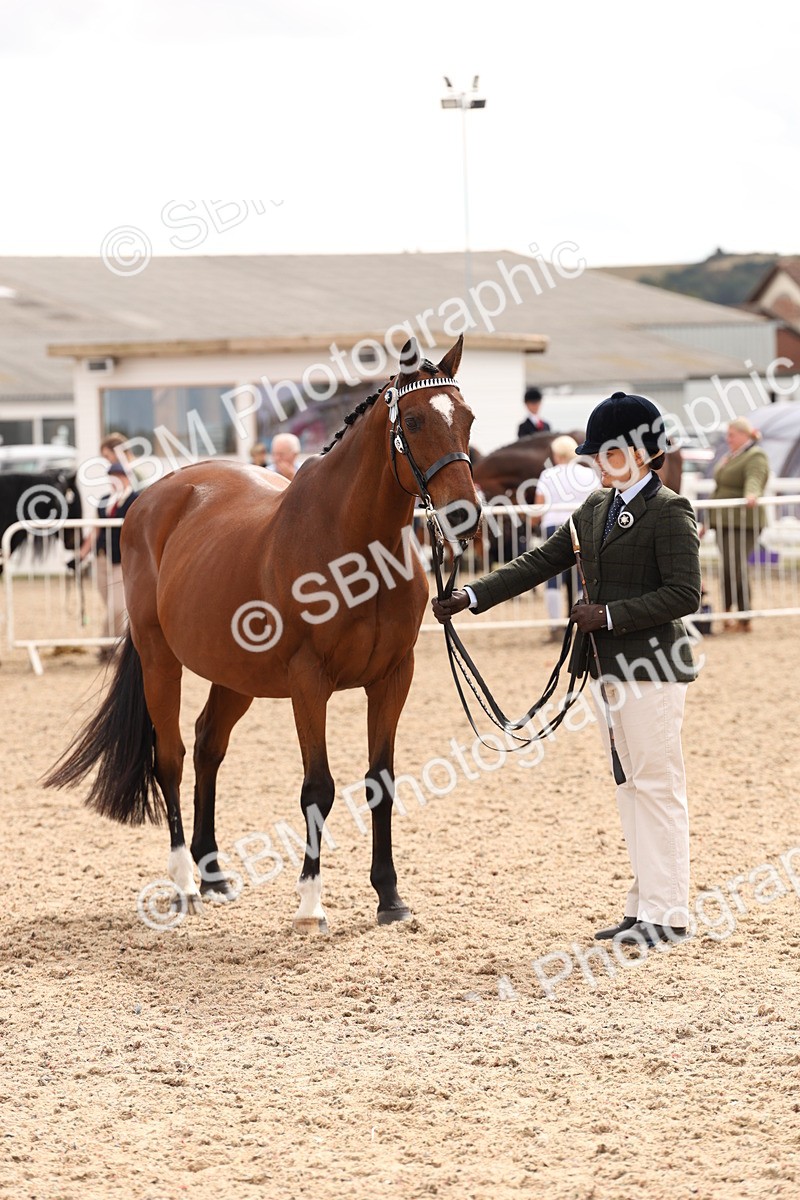 SBM_14695 - Class 208 - IH Veteran Horse
