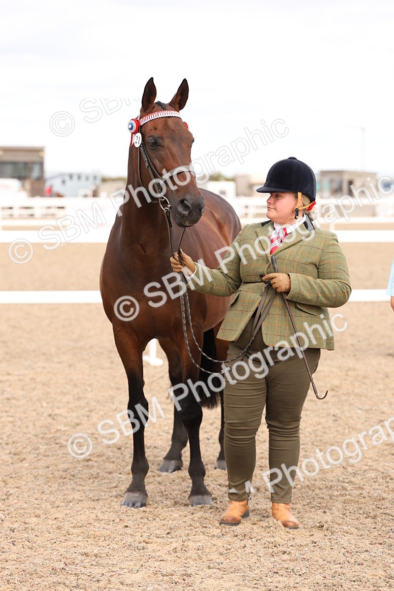 SBM_15381 - Class 210- IH Show Horse