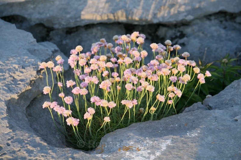 Bunch of Flowers - Nature