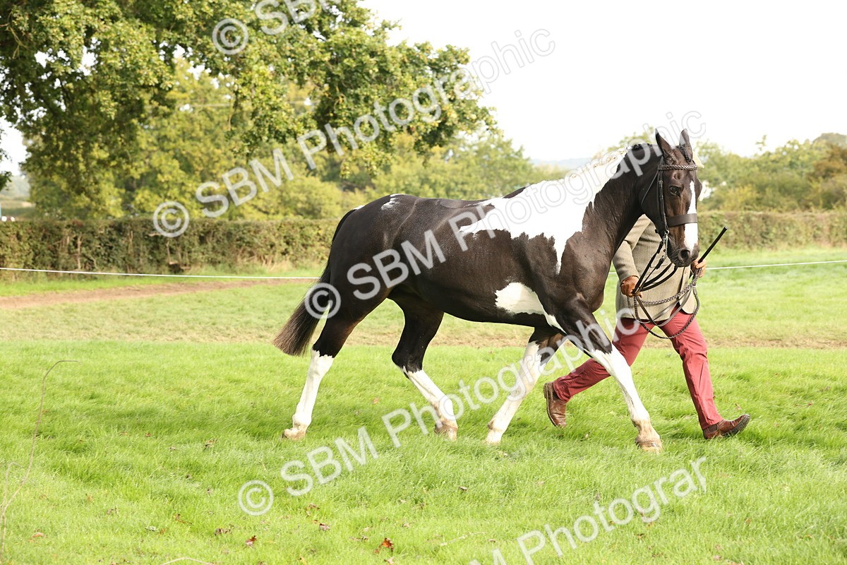 SBM_56787 - S54 - Piebald & Skewbald Horse In Hand