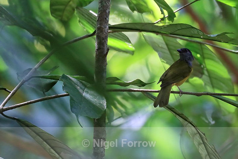 Grey-headed Tanager, Osa Peninsula, Costa Rica - Grey-headed Tanager