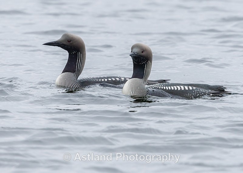Black-throated Divers - Latest Images