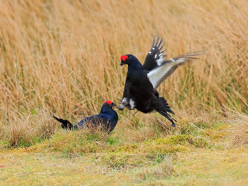 Black Grouse fighting at lek, Scotland - Black Grouse