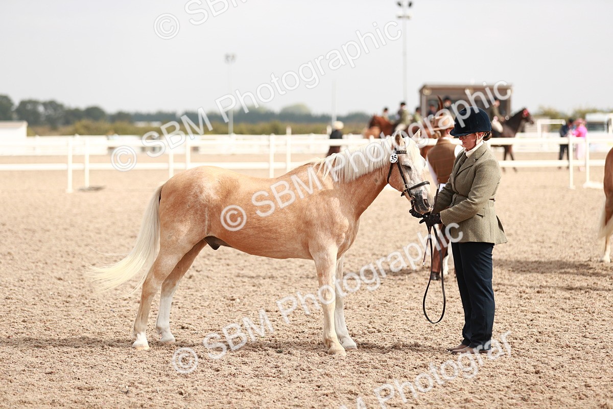 SBM_11838 - Class 206 IH Non Show Type Pony