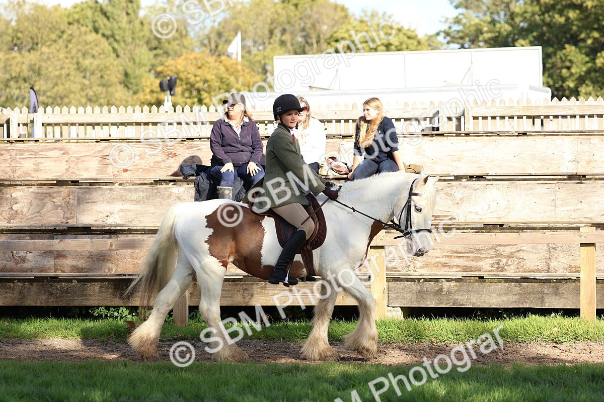 SBM_52331 - S13 - Pony Club Pony