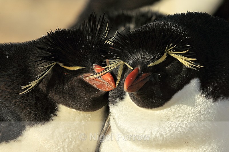 Rockhopper Penguin pair nestling together, Sea Lion Island - Rockhopper Penguin