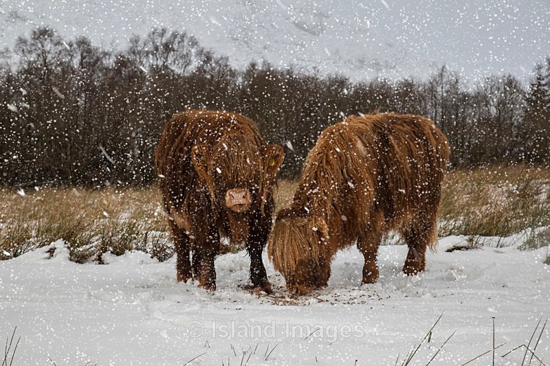 The Snow & Highland Cows - Highland Cows