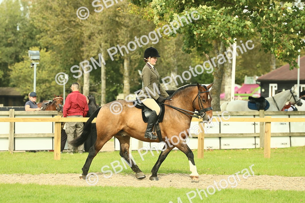 SBM_68197 - S58 - Mini Show Cob Ridden