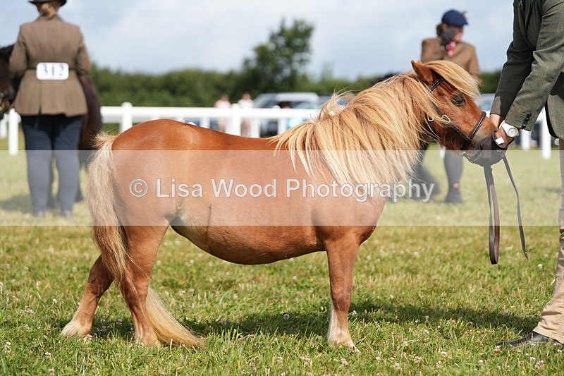 DSC05352 - Class 49: NPS Shetland 4 years and over