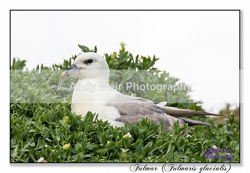 190604-untitled-8E0A4432-Edit - Fulmar