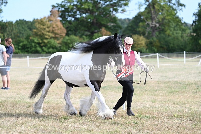 WJ7_8107 - In-hand Championship