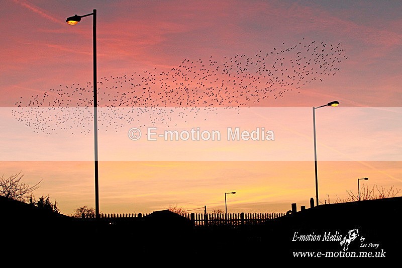 Starling Mumeration 170213 57 - Nature