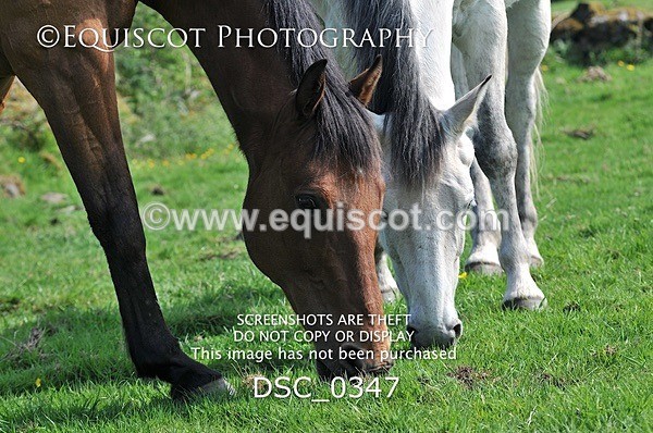 DSC_0347 - ARCHIVE REQUEST - Quincy and Guinness