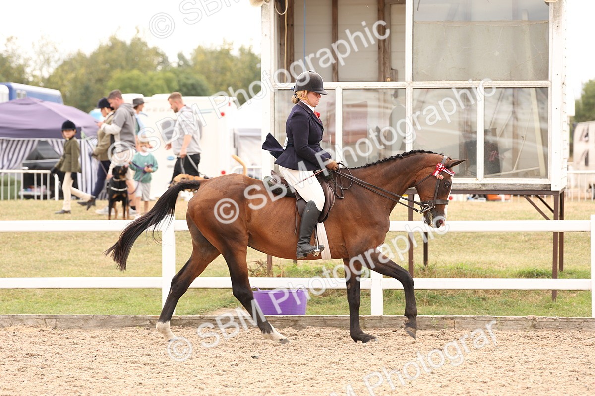 SBM_17324 - Class 214 - Ridden Hack Riding Horse