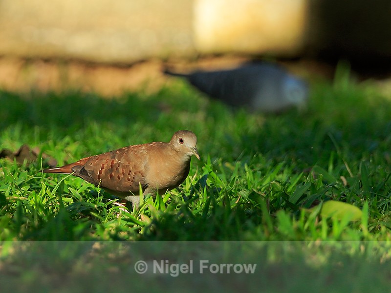Blue Ground-Dove (female), Osa Peninsula, Costa Rica - Blue Ground-Dove