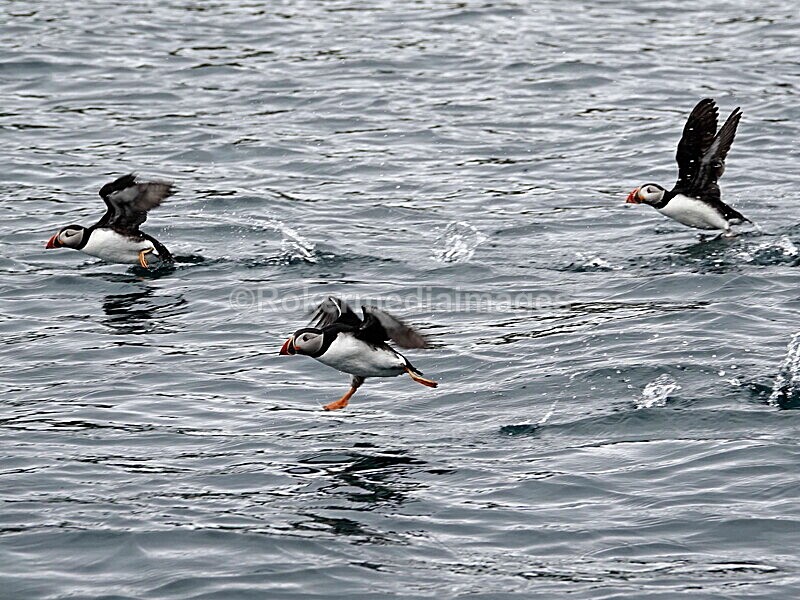 DSC00213 - Skomer 2019