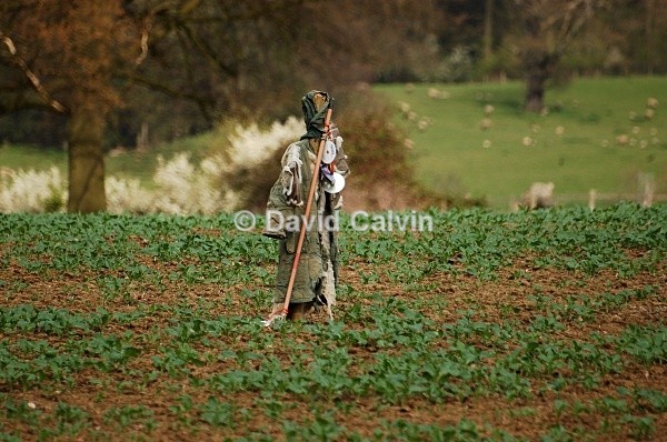 Vagueness In A Field - Rural