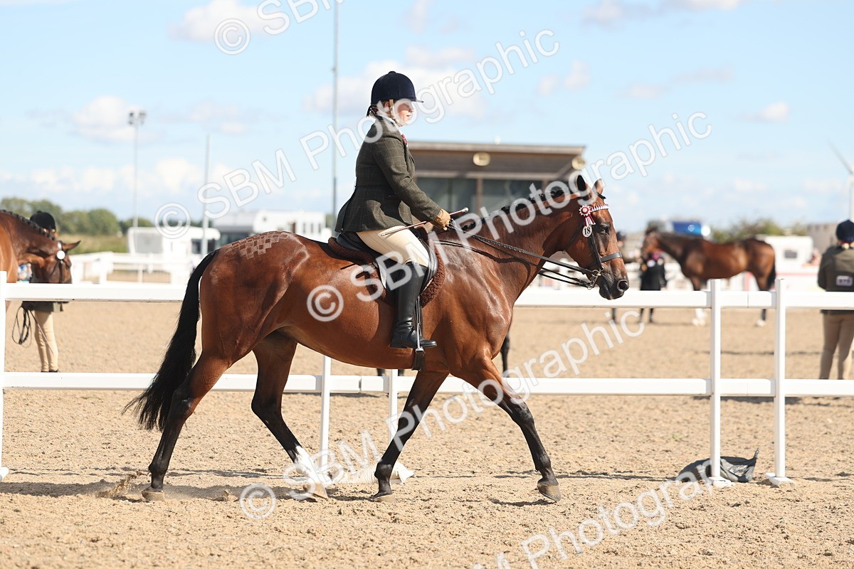 SBM_13175 - Class 306 - Ridden Foreign Breds - Part Bred