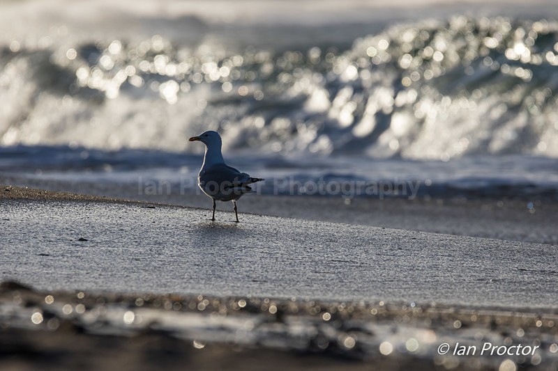 Herring Gull and the crashing wave - Nature