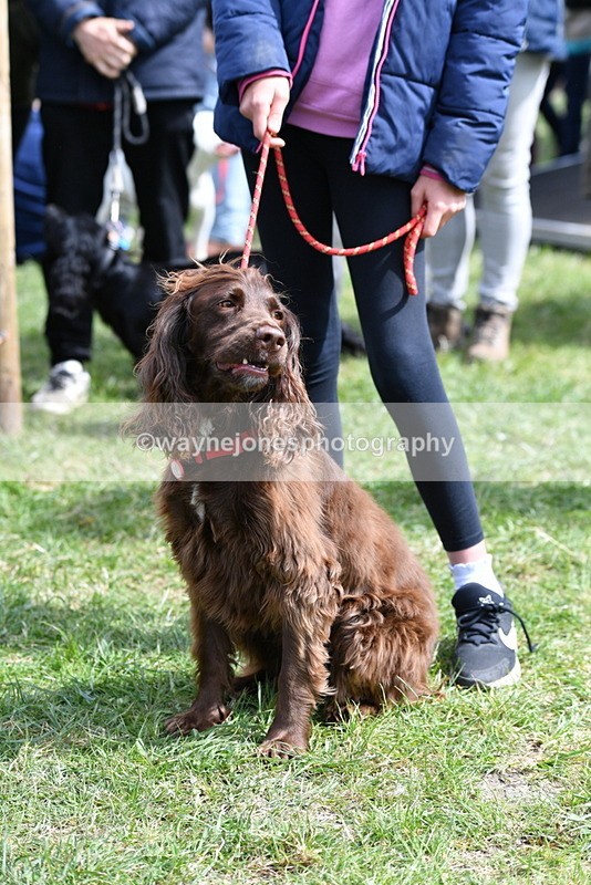 WJ5_9813 - Class 3 Most Handsome Dog