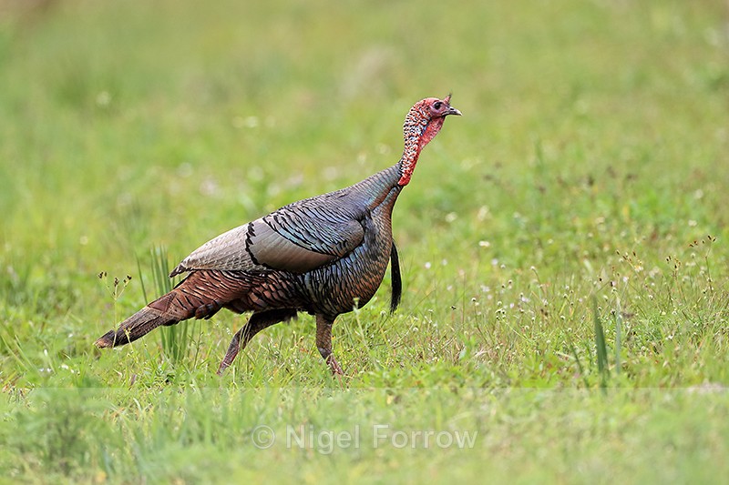 Wild Turkey on roadside near Middleton’s Fish Camp, Florida - Wild Turkey