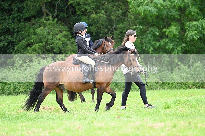 WJ7_4094 - Class 14A Handsome Gelding