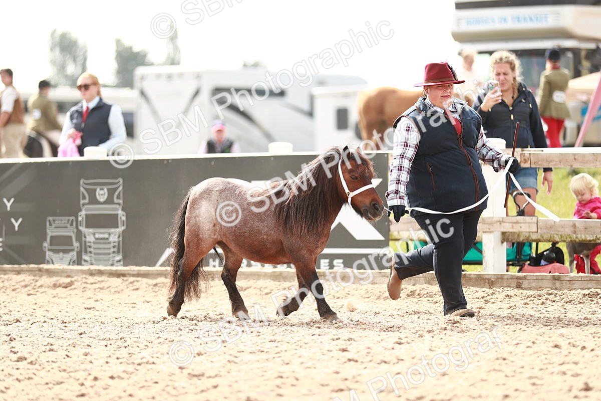 SBM_11819 - Class 206 IH Non Show Type Pony