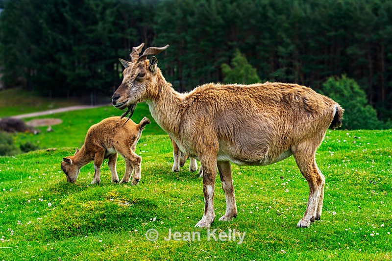 Turkmenian Markhor Goats, Screw-horn Goats - DSC_6709 - Goats