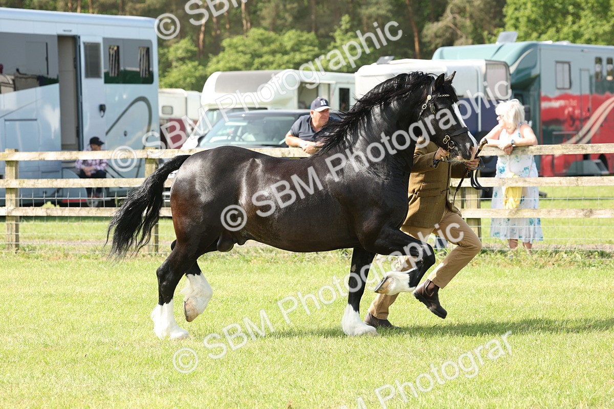 SBM_02118 - Class 6-13 - Mountatin and Moorland In Hand Welsh Breeds