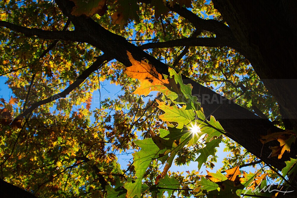 DSC_3526 - Trees