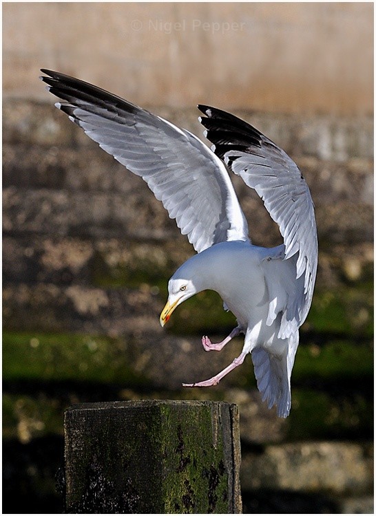 March 2nd 2009 ( 1 ) - Leggy the Herring Gull