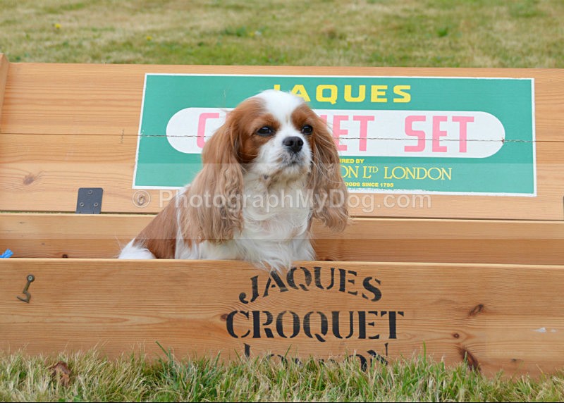  - Cavalier King Charles Spaniels