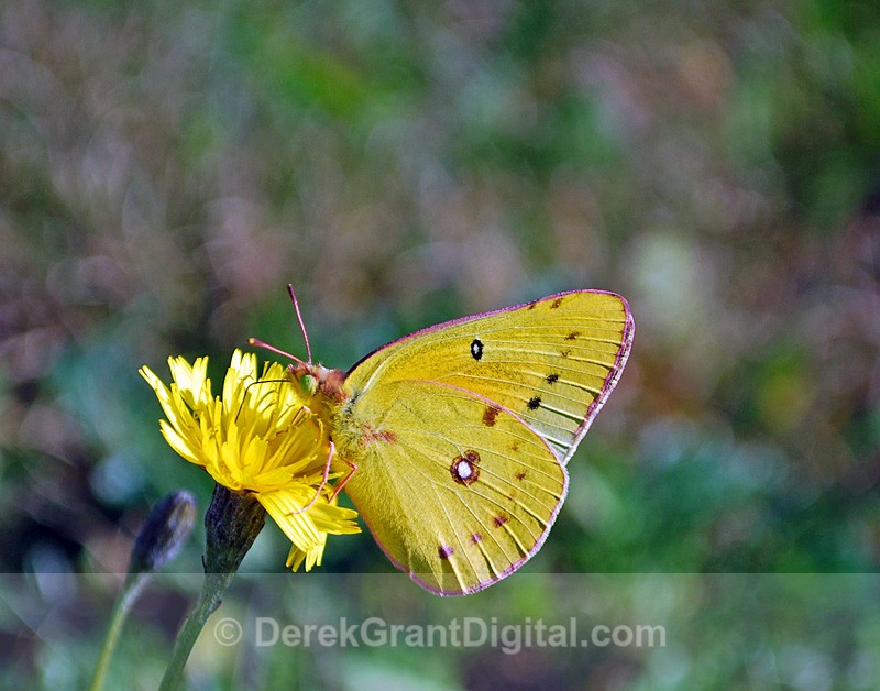 Colias philodice - Butterflies & Moths of Atlantic Canada