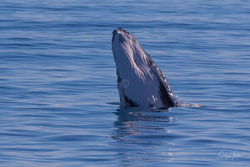 0A3A8565 - 2024 Hervey Bay Whales