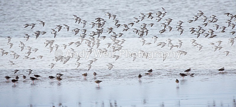 20140222-3K8A8987 - Dunlin