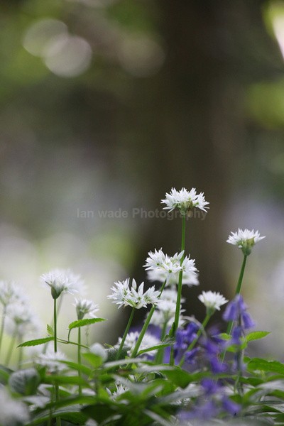  - Woodland scenes & flowers