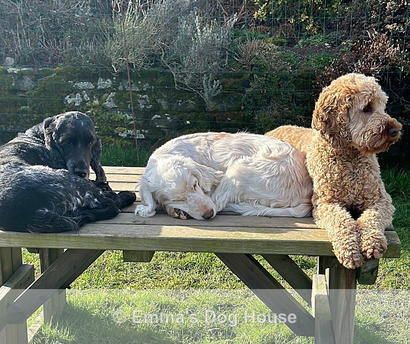  - Dogs