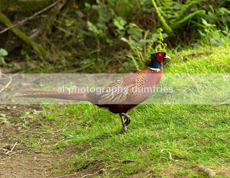  - Eskrigg Nature Reserve Lockerbie