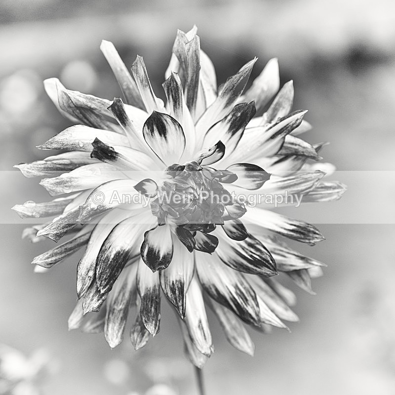 20131002-3K8A6759-2459 - Plants & Flowers