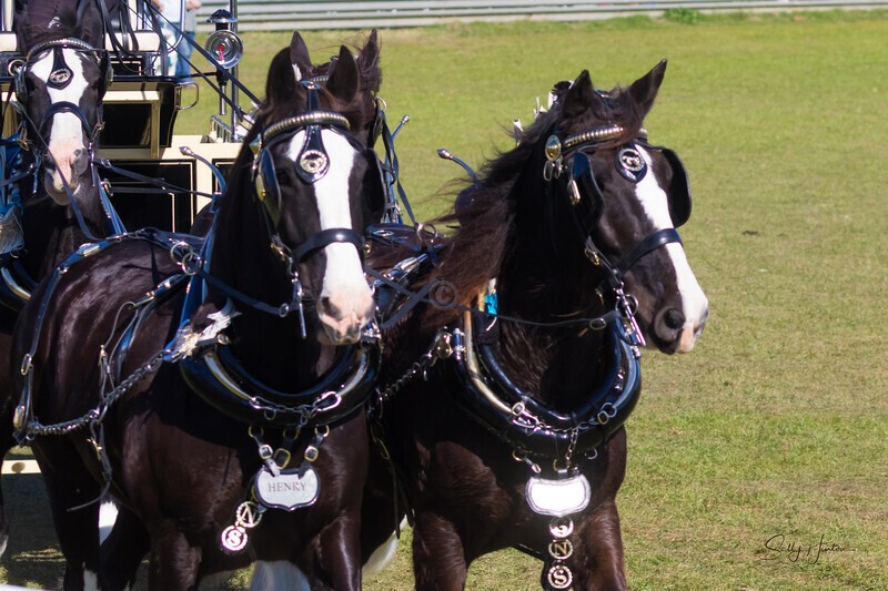 Four Horses and Cart 2. 0A3A9229 - 2025 Senic Rim Clydesdale Spectacular