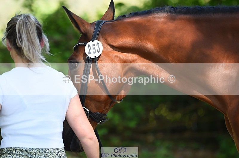 230524-160616-00685 - 253-MY_EASTWOOD_BRIGHTSIDE-Darcy_Zander-WEDTrotUp+DR