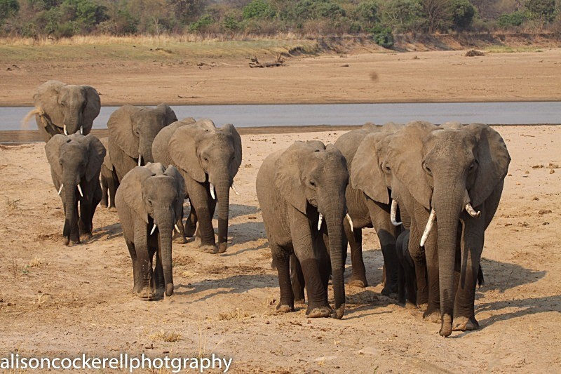  - African Safaris