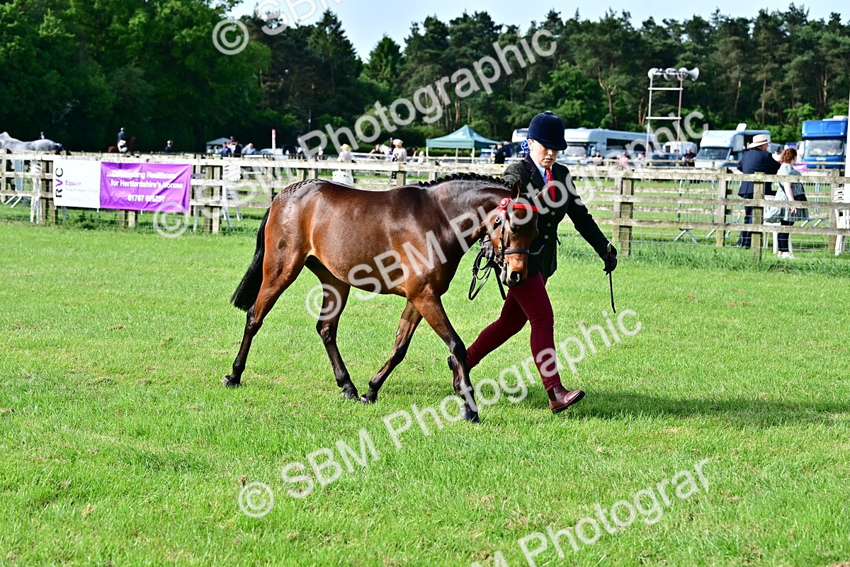 SBM_00958 - Class 46-49 - Arab and Part Bed-Anglo Arab In Hand